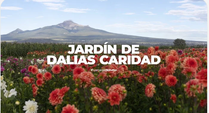 Jardín de Dalias Caridad
