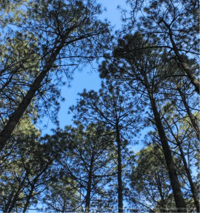 Árboles y vegetación de La Malinche