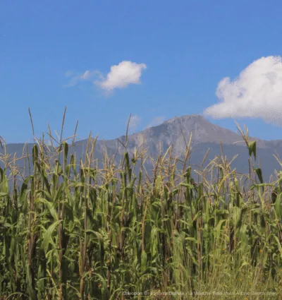 Campo agrícola con La Malinche al fondo