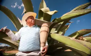Pulque - Gastronomía en Huamantla Tlaxcala