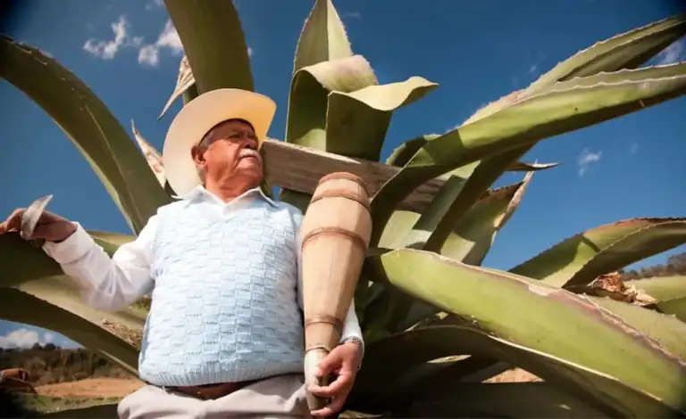 Pulque - Gastronomía en Huamantla Tlaxcala