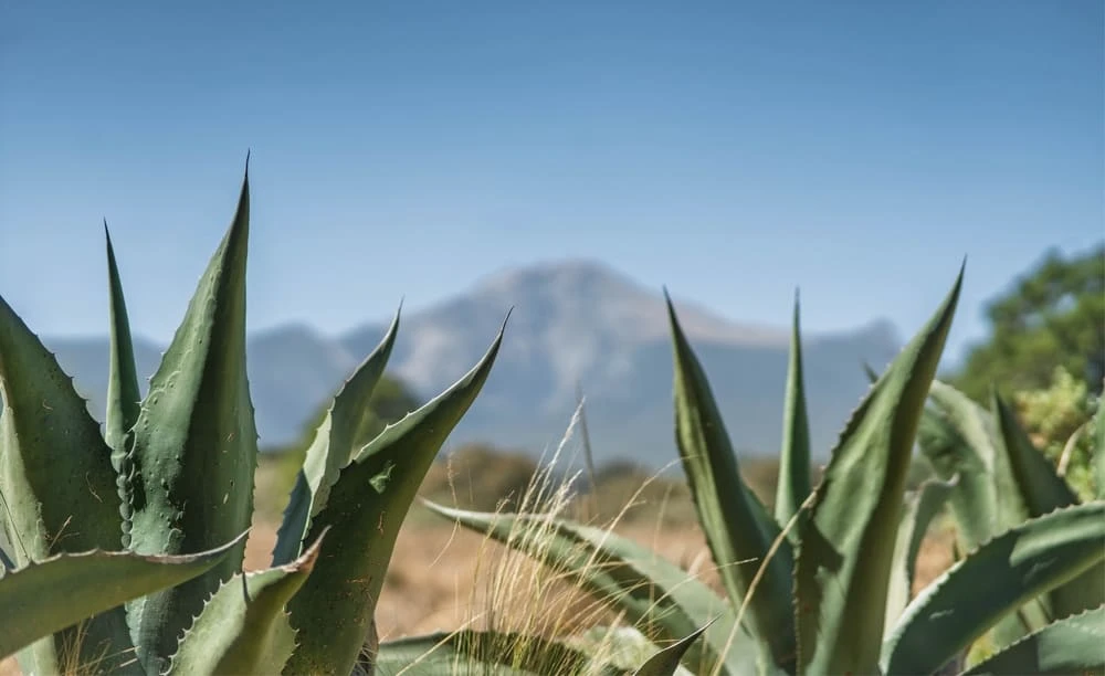 Gastronomía de Huamantla Tradicional Huahitlax Turismo Comunitario