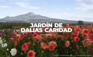 Jardín de Dalias Caridad Turismo Comunitario en Huamantla Tlaxcala Pueblo Mágico
