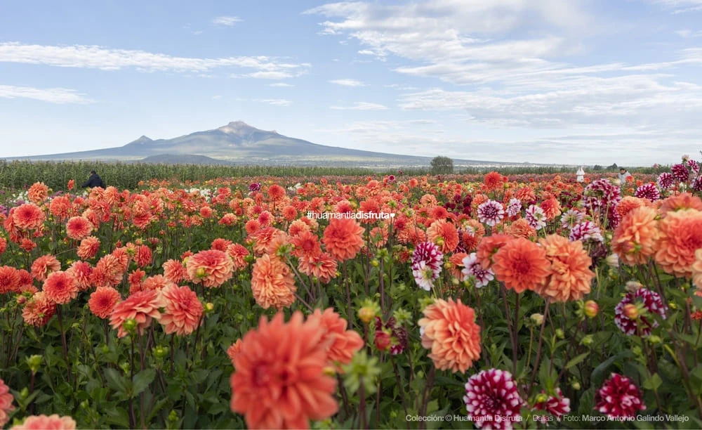 Jardín de Dalias Caridad Turismo Comunitario en Huamantla Tlaxcala Pueblo Mágico
