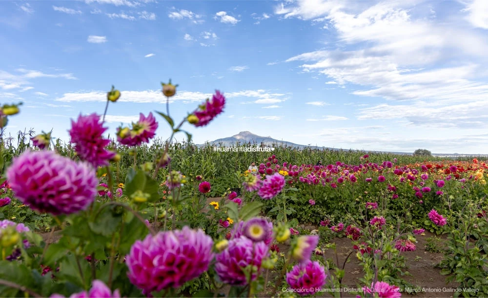 Jardín de Dalias Caridad Turismo Comunitario en Huamantla Tlaxcala Pueblo Mágico