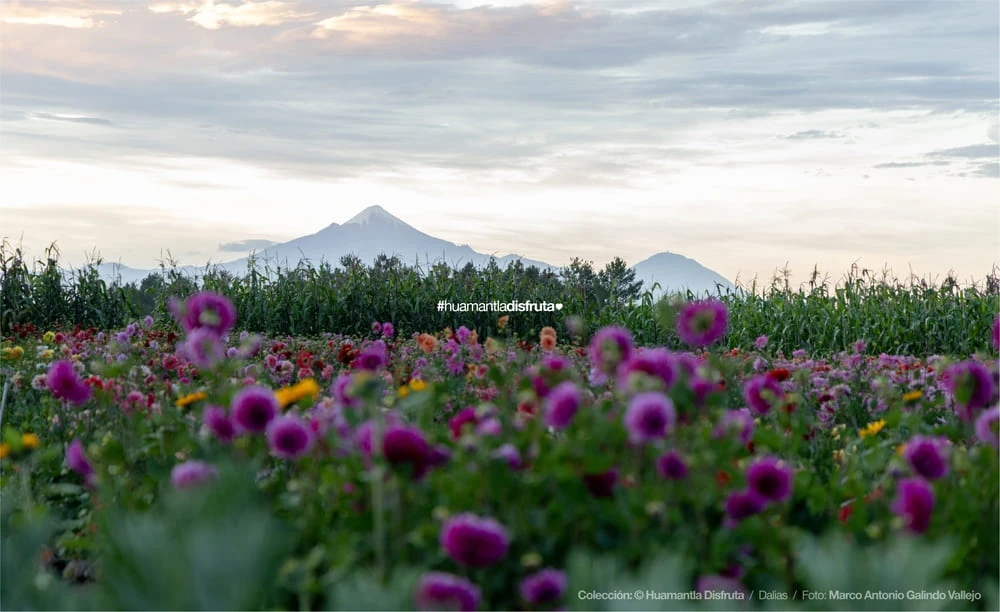 Jardín de Dalias Caridad Turismo Comunitario en Huamantla Tlaxcala Pueblo Mágico