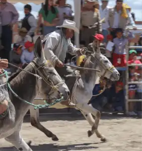 Carrera de Burros
