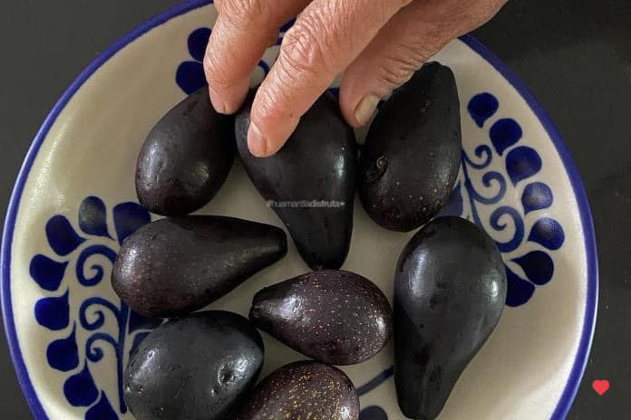 Aguacate criollo, un fruto poco valorado que podría desaparecer