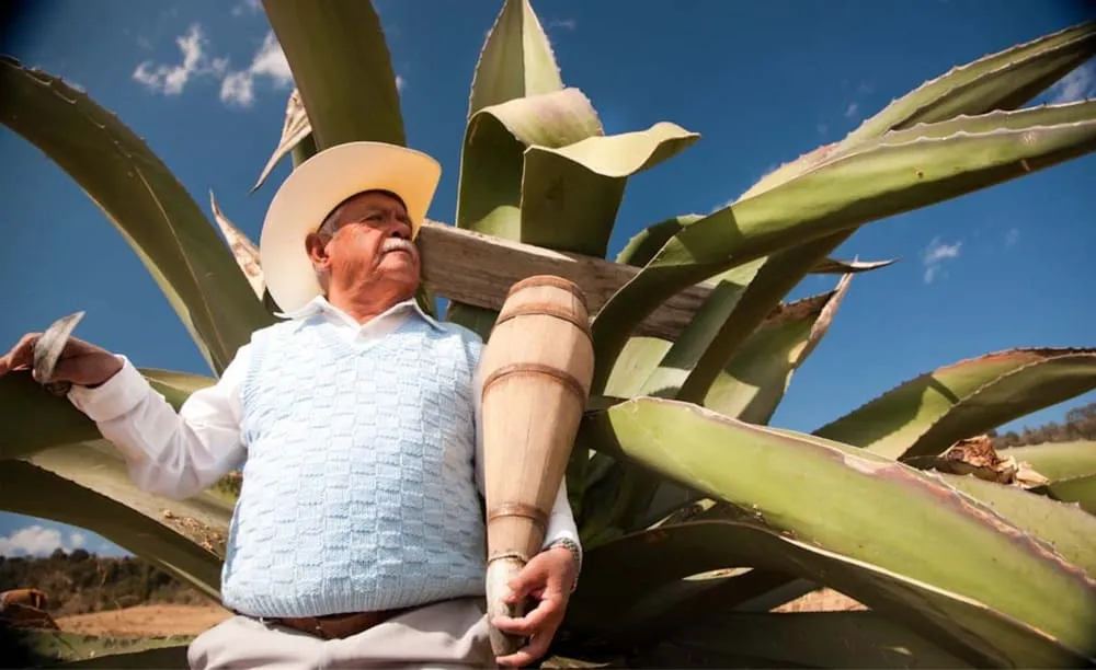 Pulque - Gastronomía en Huamantla Tlaxcala