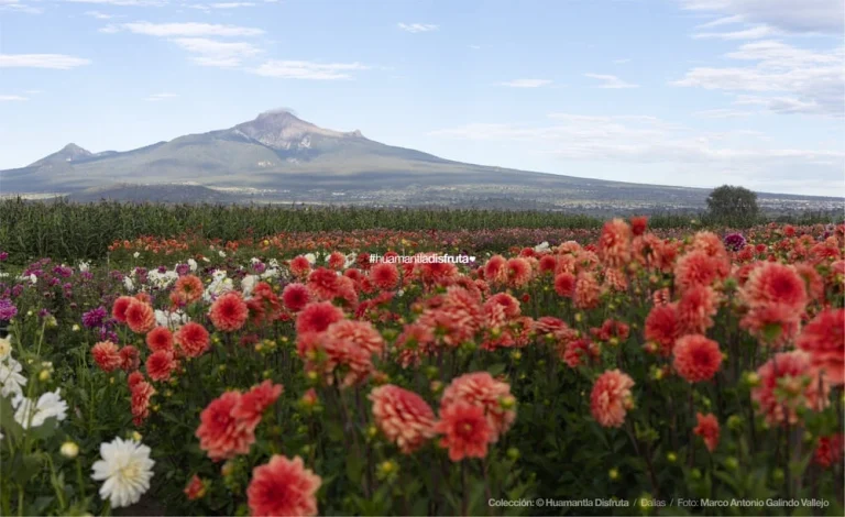 Jardín de Dalias Caridad Turismo Comunitario en Huamantla Tlaxcala Pueblo Mágico