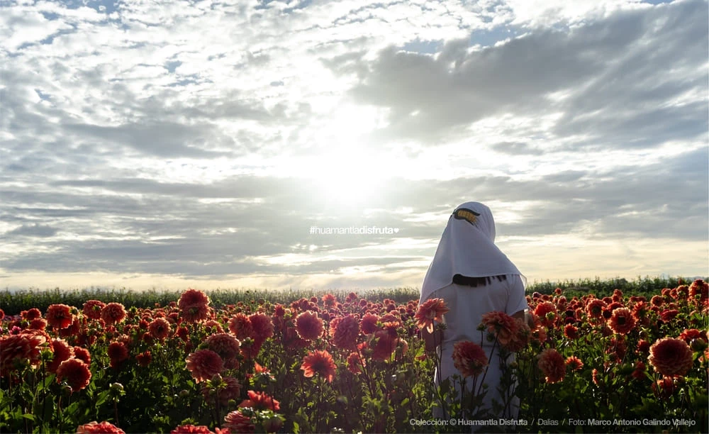 Jardín de Dalias Caridad Turismo Comunitario en Huamantla Tlaxcala Pueblo Mágico
