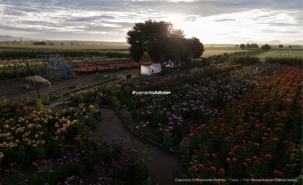 Jardín de Dalias Caridad Turismo Comunitario en Huamantla Tlaxcala Pueblo Mágico
