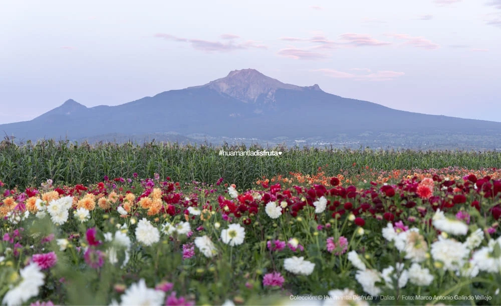 Jardín de Dalias Caridad Turismo Comunitario en Huamantla Tlaxcala Pueblo Mágico