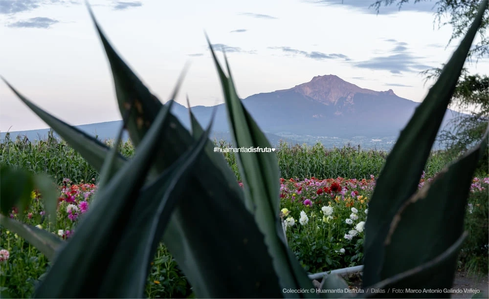 Jardín de Dalias Caridad Turismo Comunitario en Huamantla Tlaxcala Pueblo Mágico