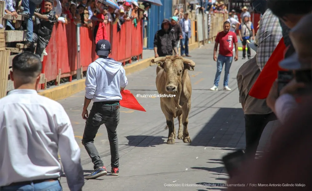 Toro y aficionado en el circuito de la Huamantlada | Huamantla