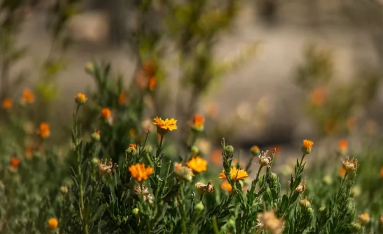Jardín de las Flores Turismo Comunitario en Huamantla Tlaxcala Pueblo Mágico