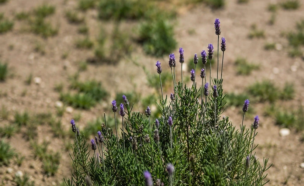 Jardín de las Flores Turismo Comunitario en Huamantla Tlaxcala Pueblo Mágico