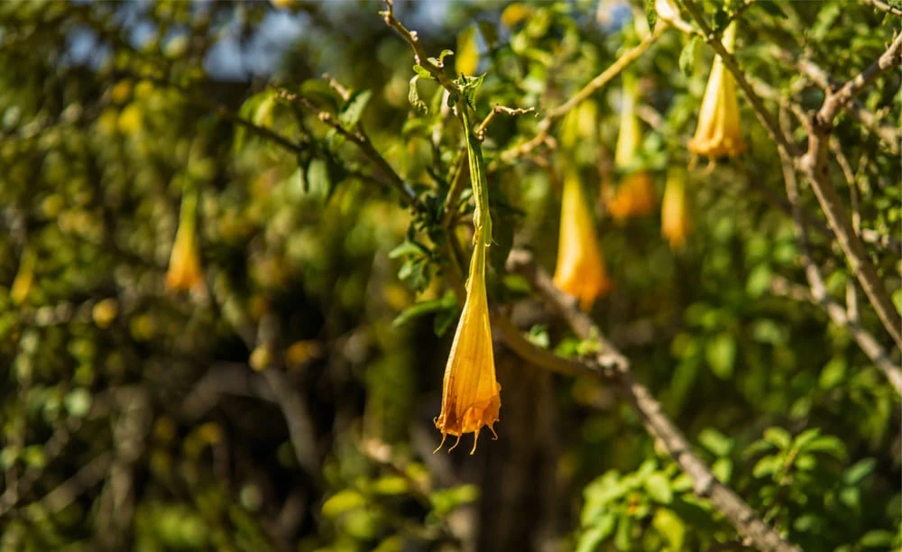 Jardín de las Flores Turismo Comunitario en Huamantla Tlaxcala Pueblo Mágico