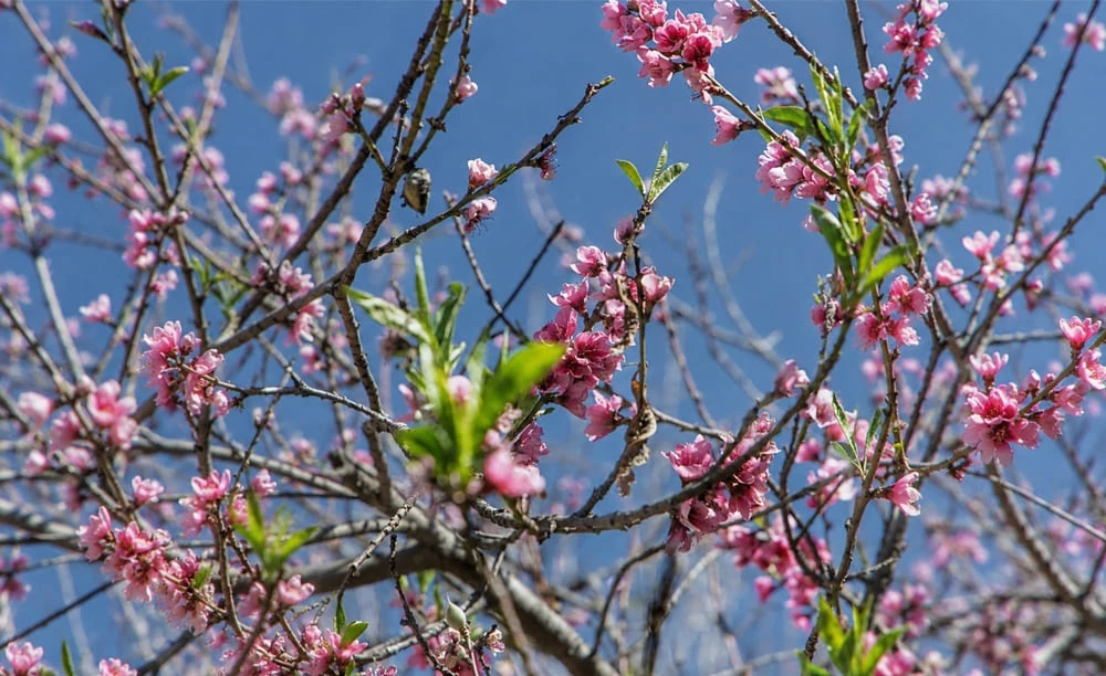 Jardín de las Flores Turismo Comunitario en Huamantla Tlaxcala Pueblo Mágico