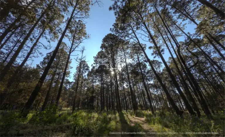 Parque Nacional La Malinche